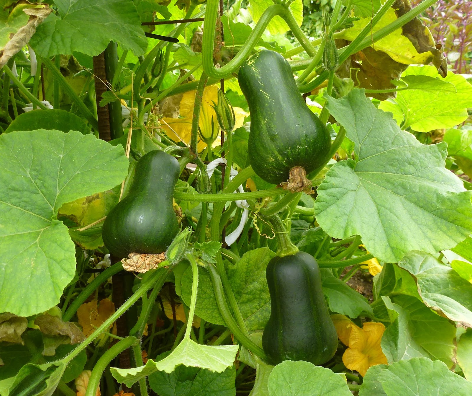 List 90+ Images Pictures Of Butternut Squash Growing Latest