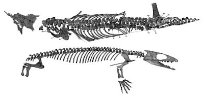 esqueleto de Gephyrostegus
