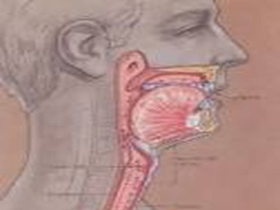 Сухой горловой. Анатомия горла человека.