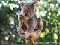 gambar koala