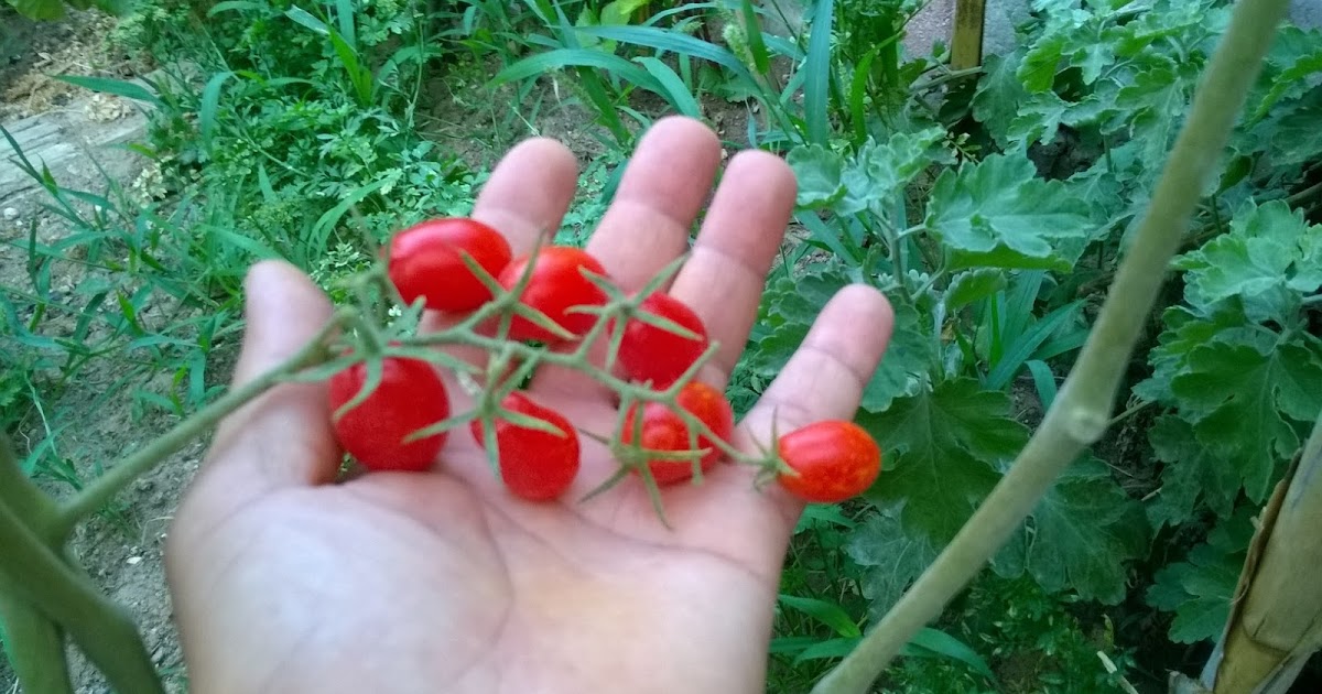 HOME AND GARDEN: HISTORY OF TOMATOES
