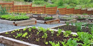 Important Requisites Of The Home Vegetable Garden Important Requisites Of The Home Vegetable Garden
