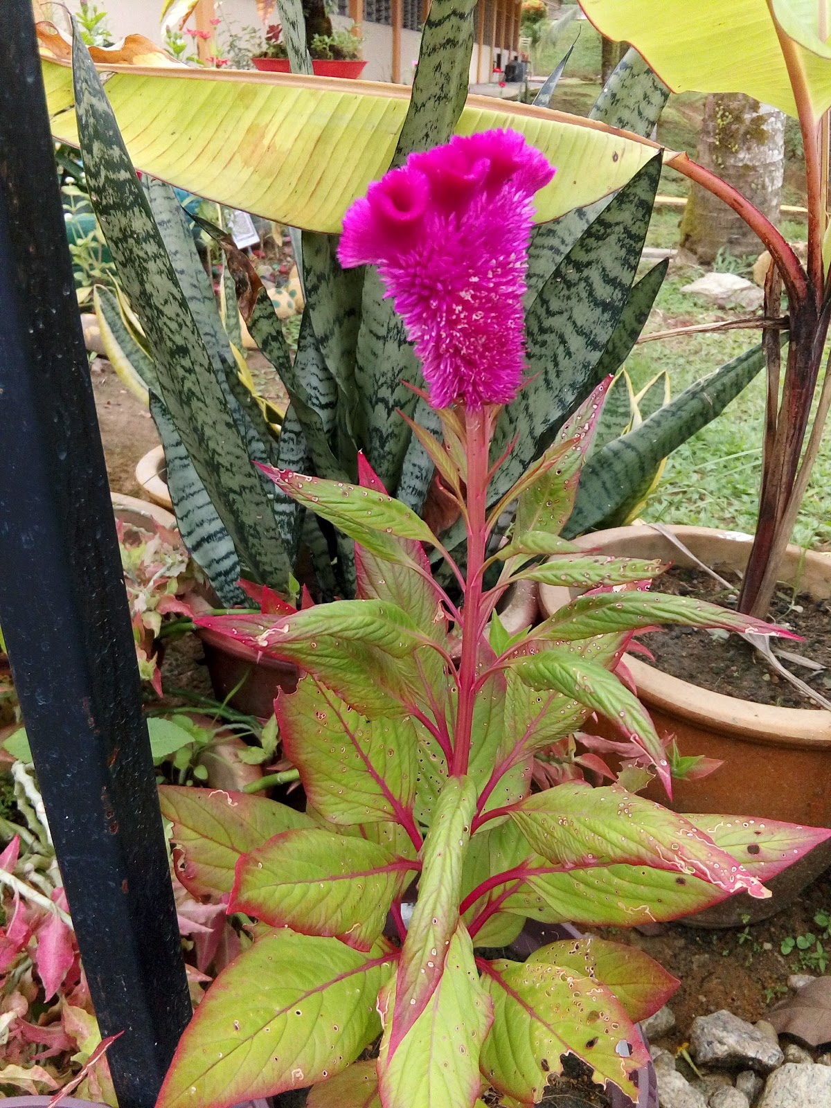Nariza Gojes Bunga Balung Ayam Celosia Argentea