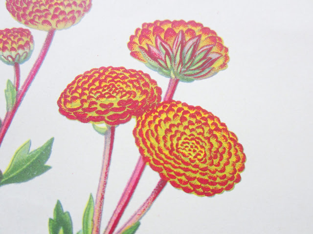 Close up of flower from Pompon Chrysanthemum botanical print