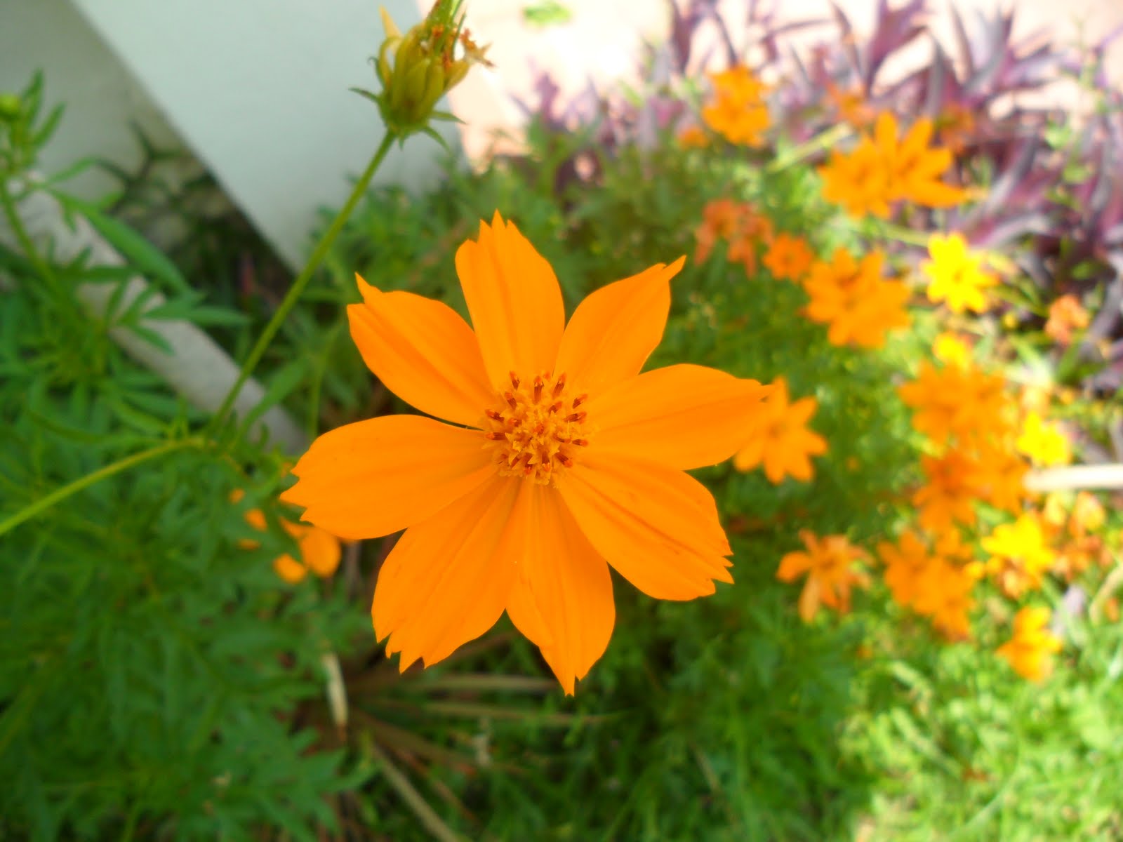 Beautiful Wallpapers for Desktop: Daisy wallpapers hd