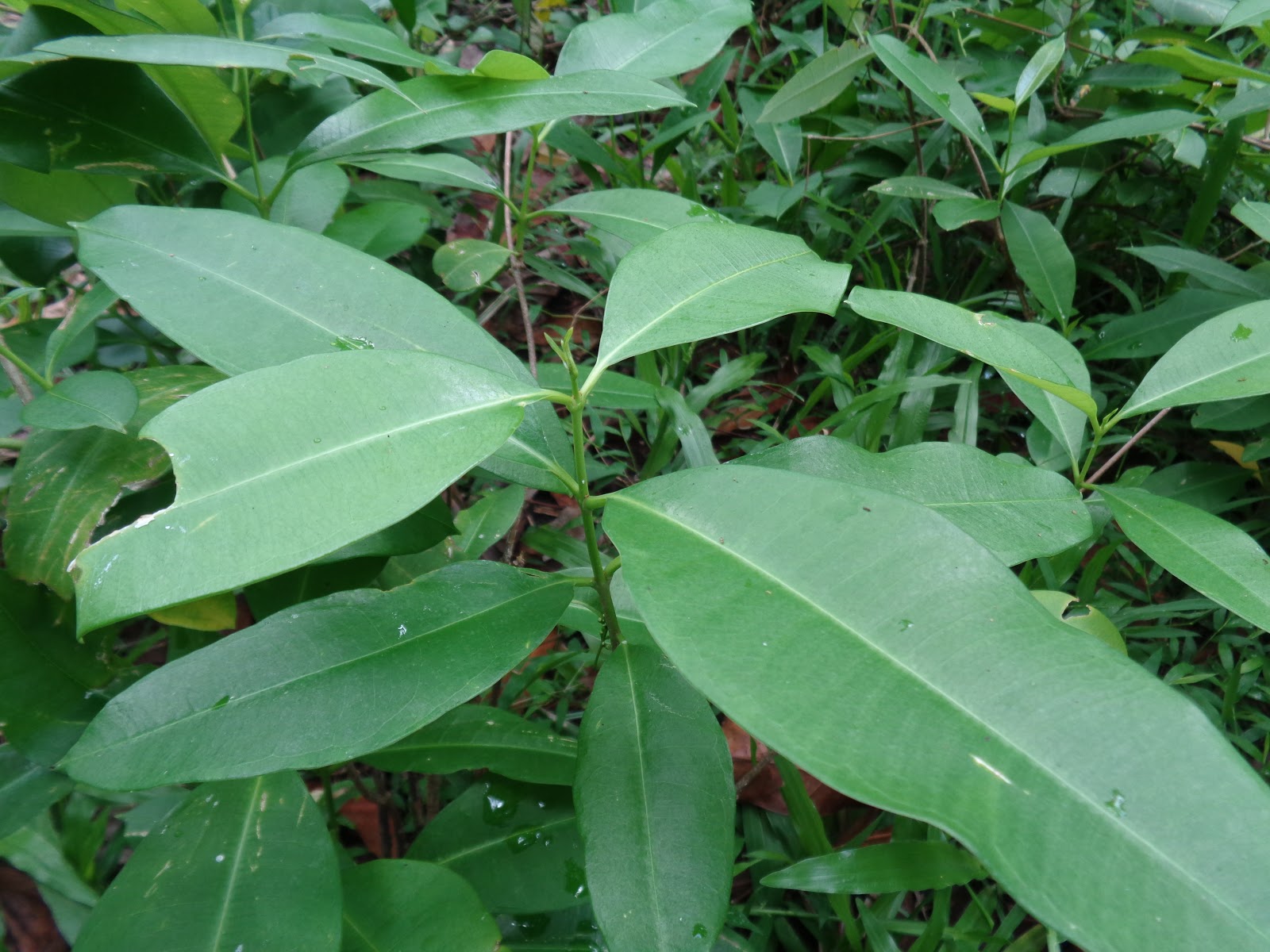 Herbal plants Sri Lanka