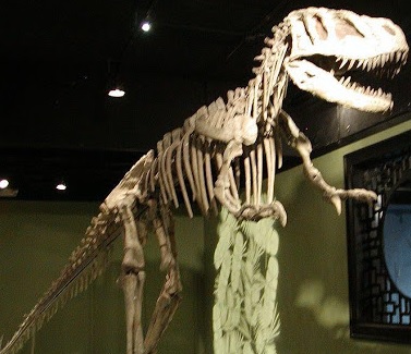 Sinraptor Foto del Sinraptor formado por huesos encontrados