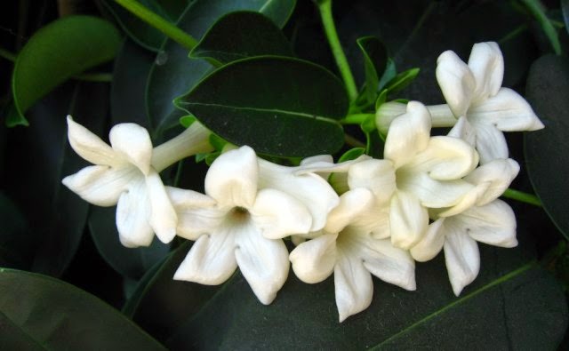 Wow 14+ Bunga Melati Nama Ilmiah - Gambar Bunga HD