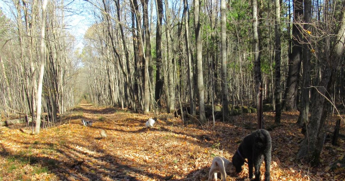 Windswept Adventure Brasher State Forest Part 2