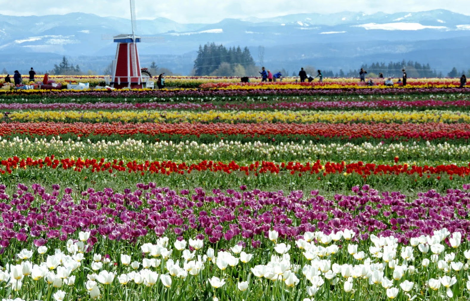 Father Julian's Blog Tulip Farm