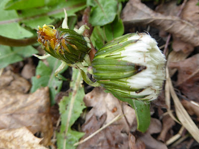 White? Dandelion (Taraxacum sp)