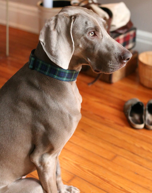 Dapper Dog The Story Behind Basil's New Collars 17 Apart