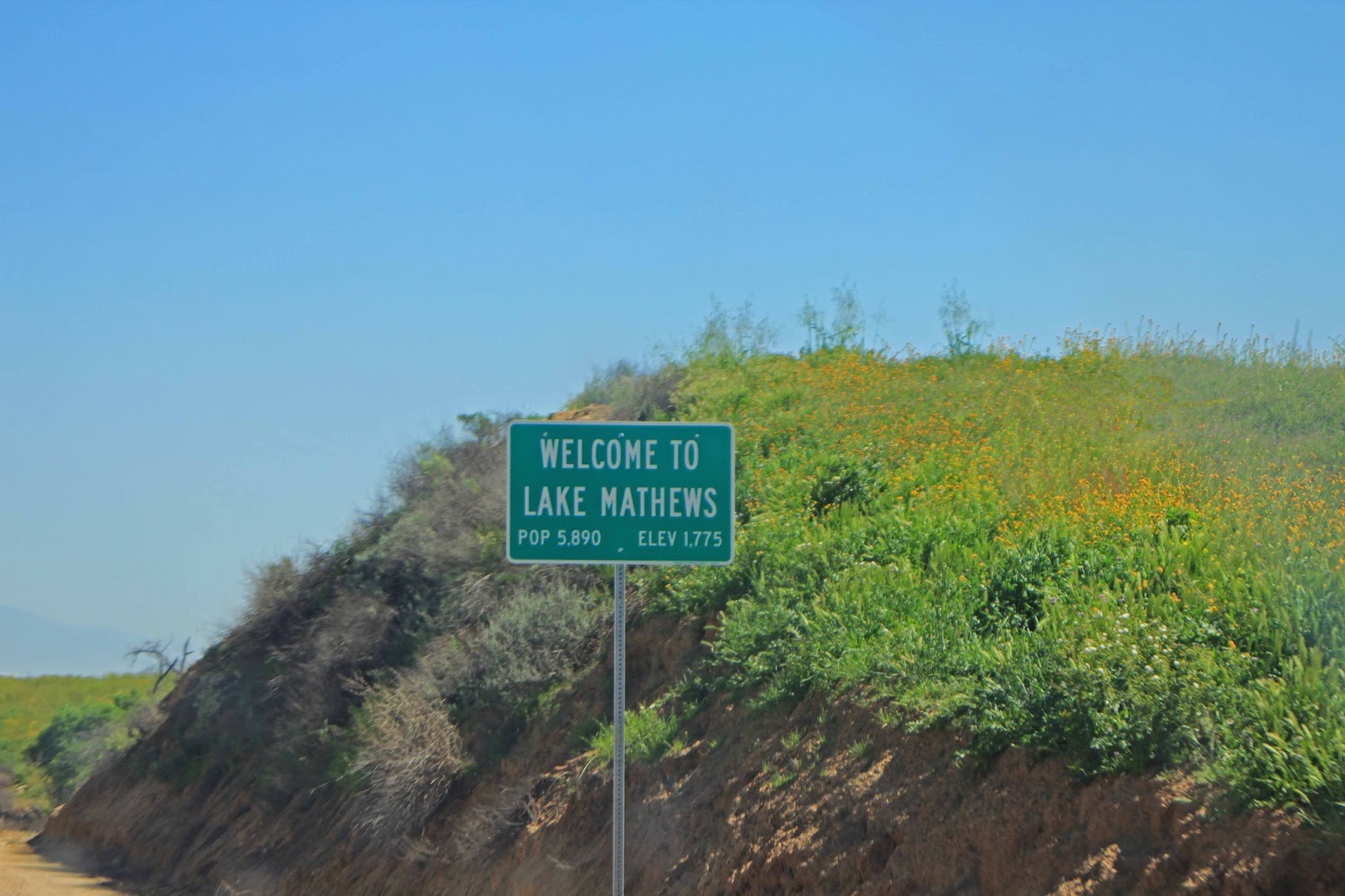 Western Sojourns Travels with Camissonia LAKE MATHEWS (Riverside