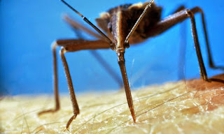 「新型愛滋病」查加斯病致死率高 Chagas disease
