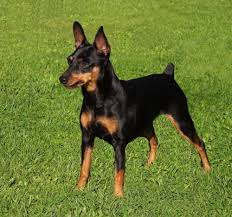 Black Miniature Pinscher dog in grass Black Miniature Pinscher dog in grass