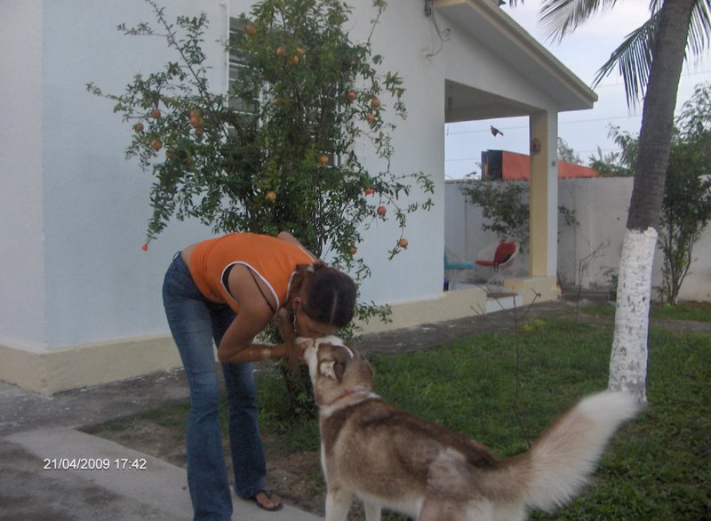MALTA ISLAND KENNEL NOSSOS CÃES E A CRIAÇÃO