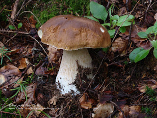 Boletus edulis DSC145368