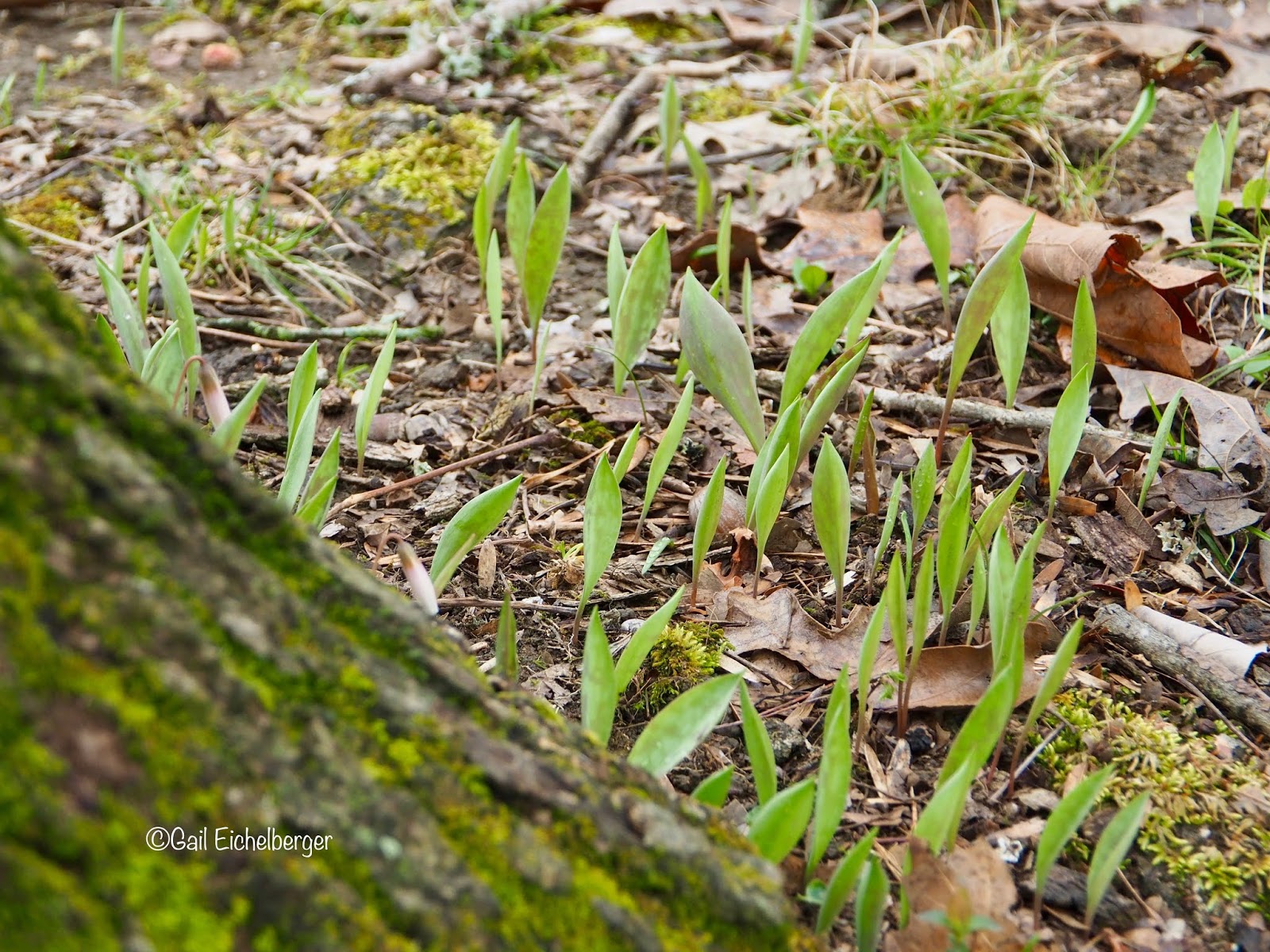 clay and limestone Wildflower Wednesday White Trout Lily