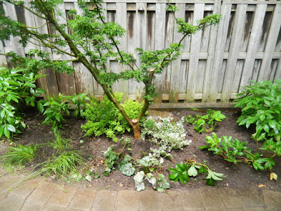 Cabbagetown Toronto shade garden makeover after by Paul Jung Gardening Services Cabbagetown Toronto shade garden makeover after by Paul Jung Gardening Services
