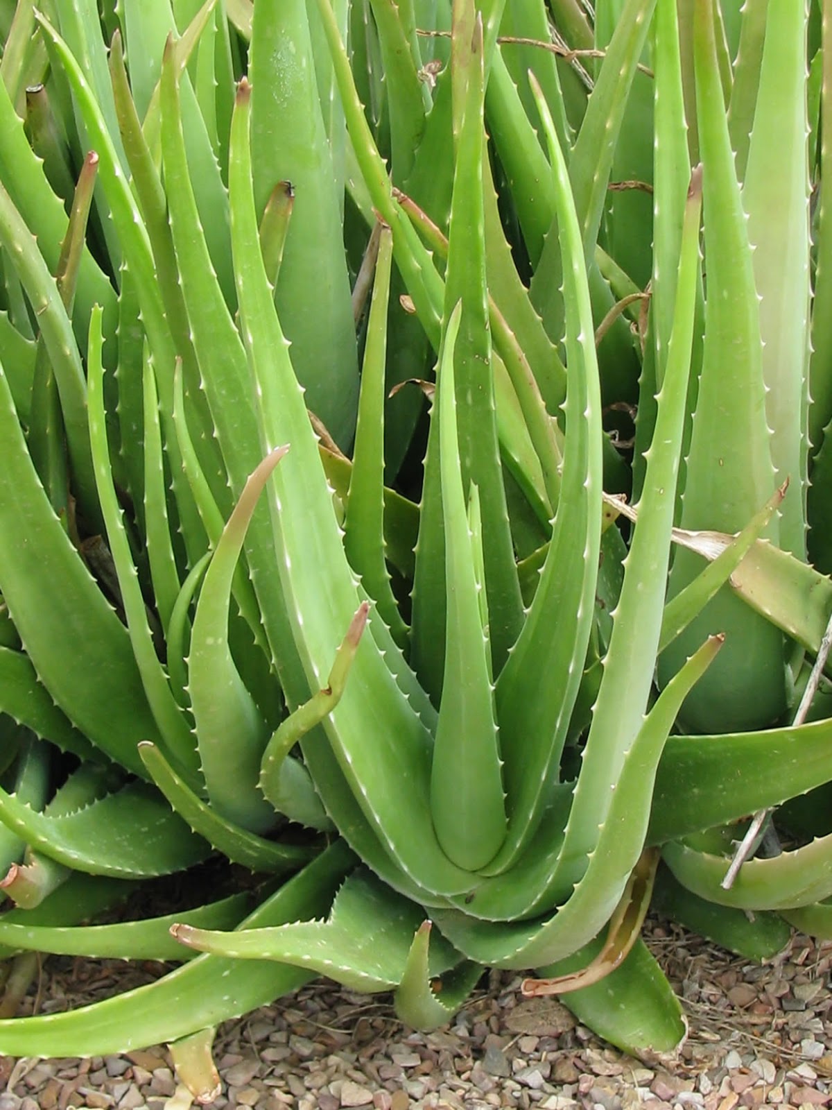 alternative medicine Aloe vera barbadensis