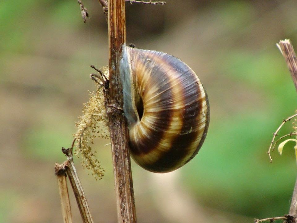 Helix Insect Snails and Slugs from Romania: Helix (Helix) lucorum