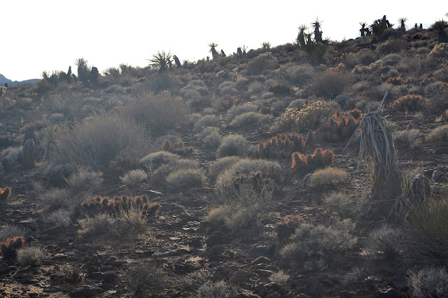 sloped cactus garden