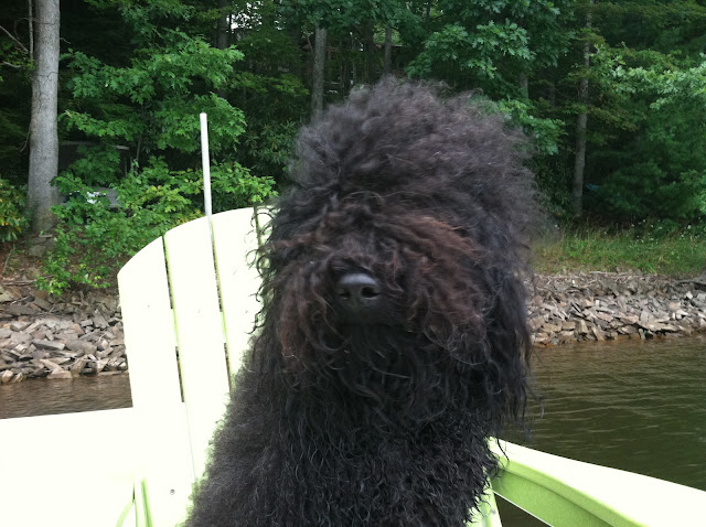 Barbet Breeder