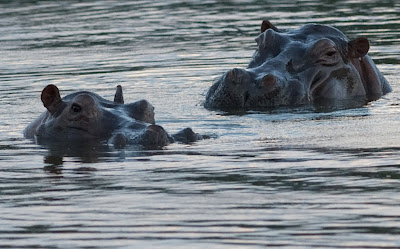 Hippo, Napoles, Park, Puerto Triunfo, Antioquia, Colombia, Tiger, Animal,  Memorial, Museum, Exotic Animal, Jurassic Park, Anniversary, Drug, Lord, Cocaine, Trafficker, Pablo Escobar, Napoles Ranch, Tiger,  Hectare