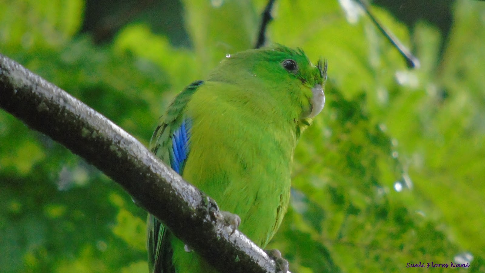 VictorNanny As Aves que Aqui Gorjeiam...!