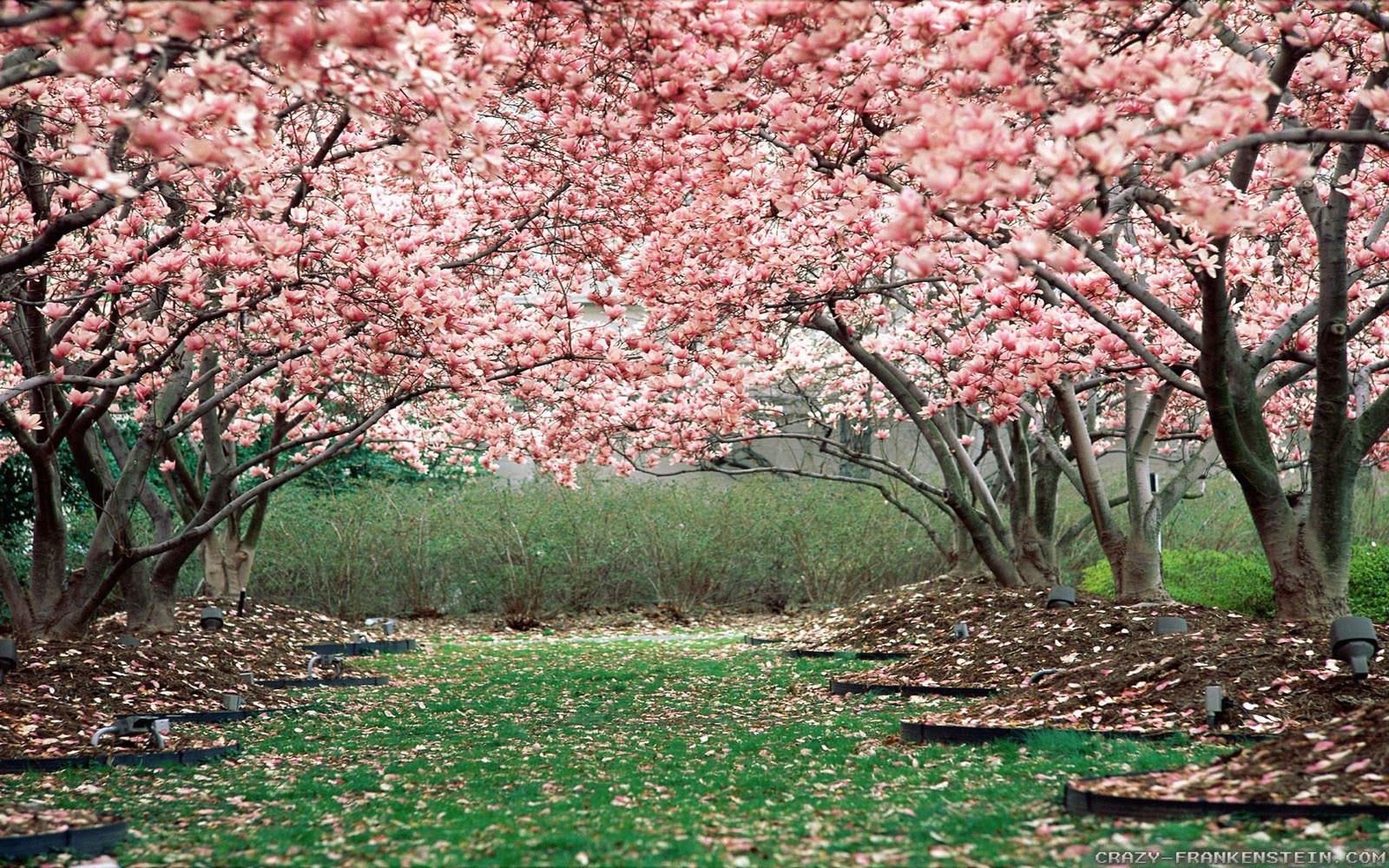 Free Download In Full Spring Bloom Wallpapers | Wallpapers Area
