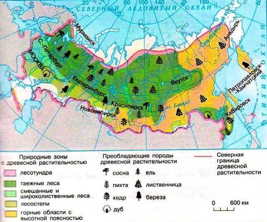 Какая природная зона занимает меньше всего. Карта природных зон России широколиственные леса. Природная зона лесов на карте России. Карта природных зон России Лесные зоны. Карта природных зон России 4.