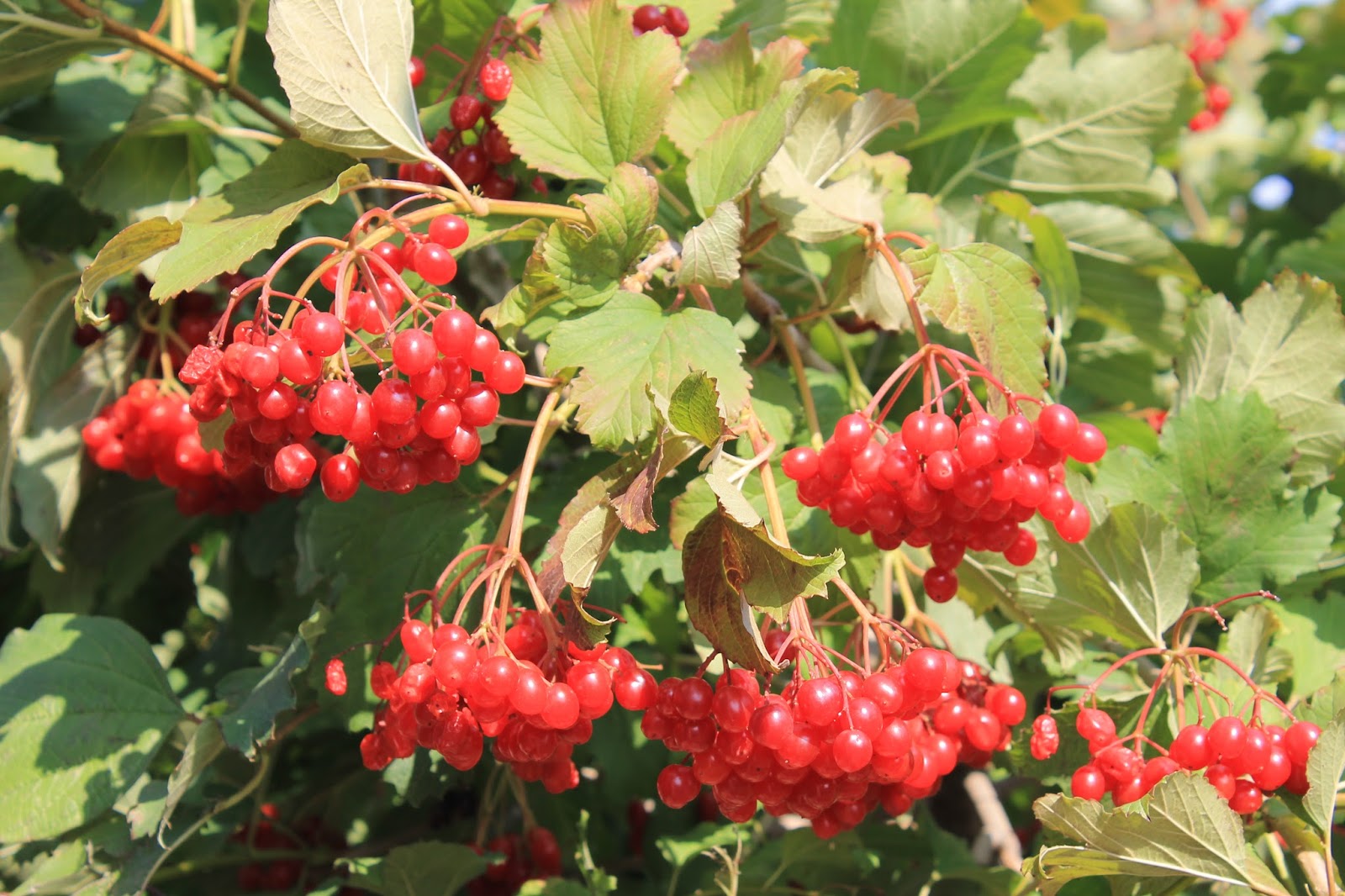 рован боярышник. отвар плодов боярышника. шиповник барбарис боярышник. боярышник и шиповник в аптеке. боярышник калина мед.