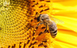 Lebah penghisap madu