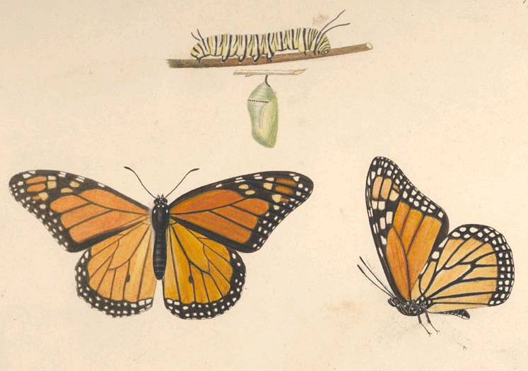 BOOKTRYST: Early American Butterflies Alight In South Carolina