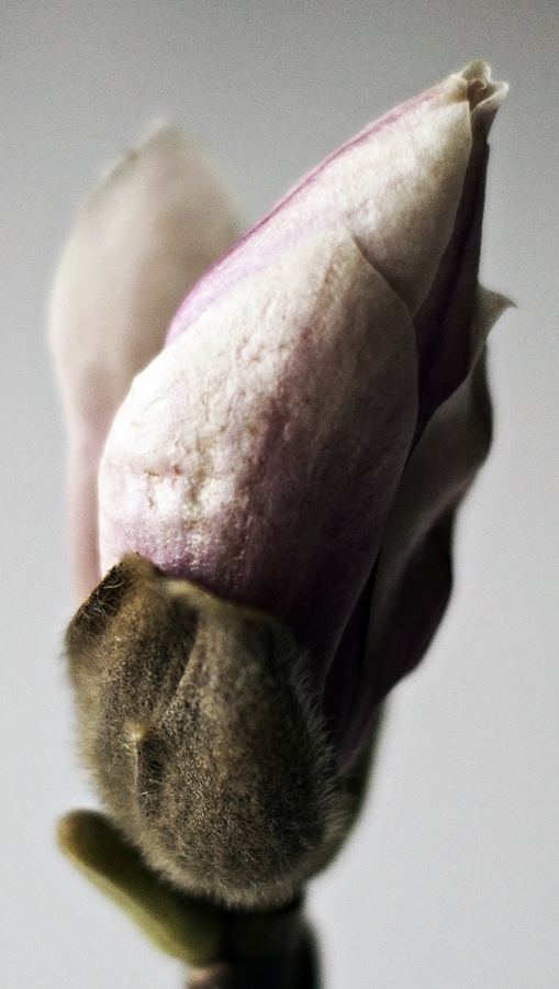 geschlossene Magnolienblüte mit rosé Schimmer als Makroaufnahme
