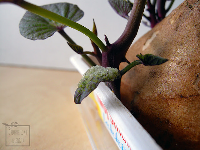 Jak ukorzenić batata z bulwy? Ukorzenianie, pozyskanie i uprawa rośliny z bulwy wilca ziemniaczanego (Ipomoea batatas) sprzedawanej w sklepie.  Biały nalot na liściach batata.