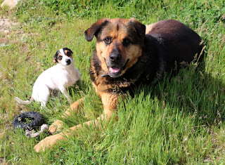 Best of buddies Best of buddies