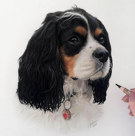 12-Cavalier-King-Charles-Danielle-Fisher-Realistic-Animal-Portrait-Pastel-Drawings-www-designstack-co