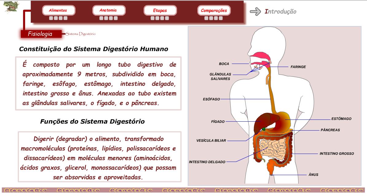 Ciências Naturais 9º Ano Importância do sistema digestivo para o equilíbrio do organismo humano