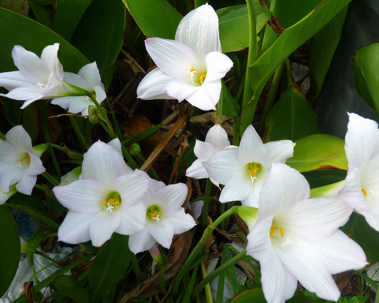 My Florida Backyard Lily Was Here