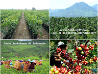 Apa Pengertian Perkebunan?