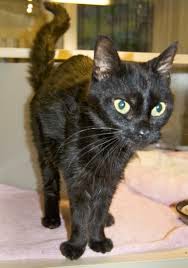 síntomas de diabetes felina agua síntomas de diabetes felina agua