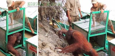 Kisah Pony Si Orang Utan Dilacurkan Tuan