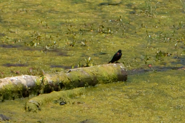 red winged blackbird