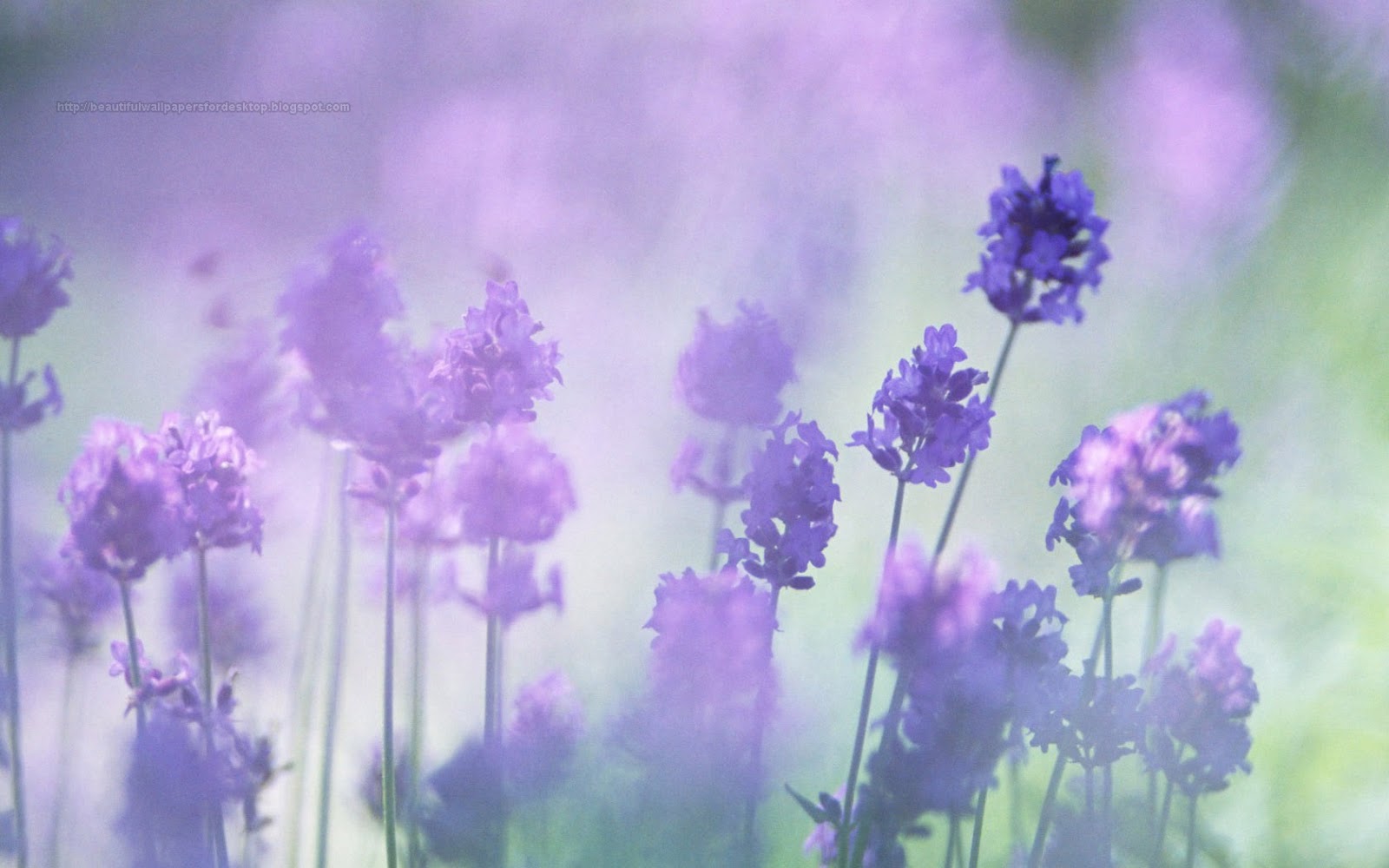 Beautiful Wallpapers for Desktop: Purple Flowers HD Wallpapers