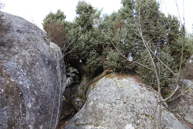 Genévrier commun (Juniperus communis L.), Cuvier, Fontainebleau, 