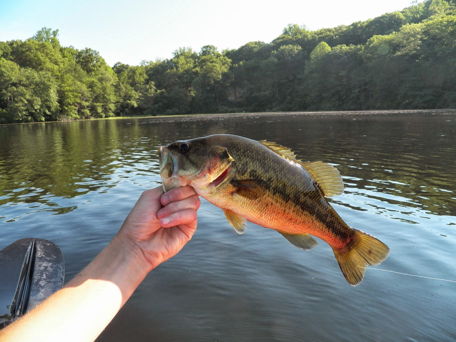Connecticut Fly Angler Great Hill Pond