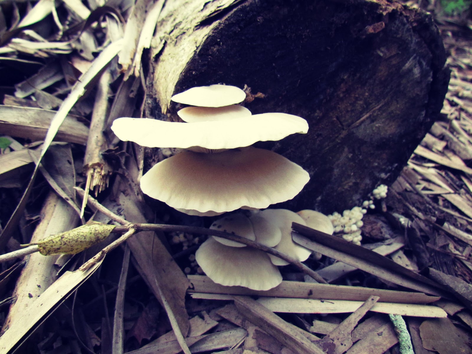 Edible Mushrooms and Mushroom Hunting in Florida