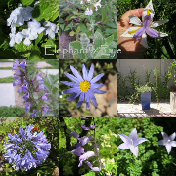 Our False Bay garden in December