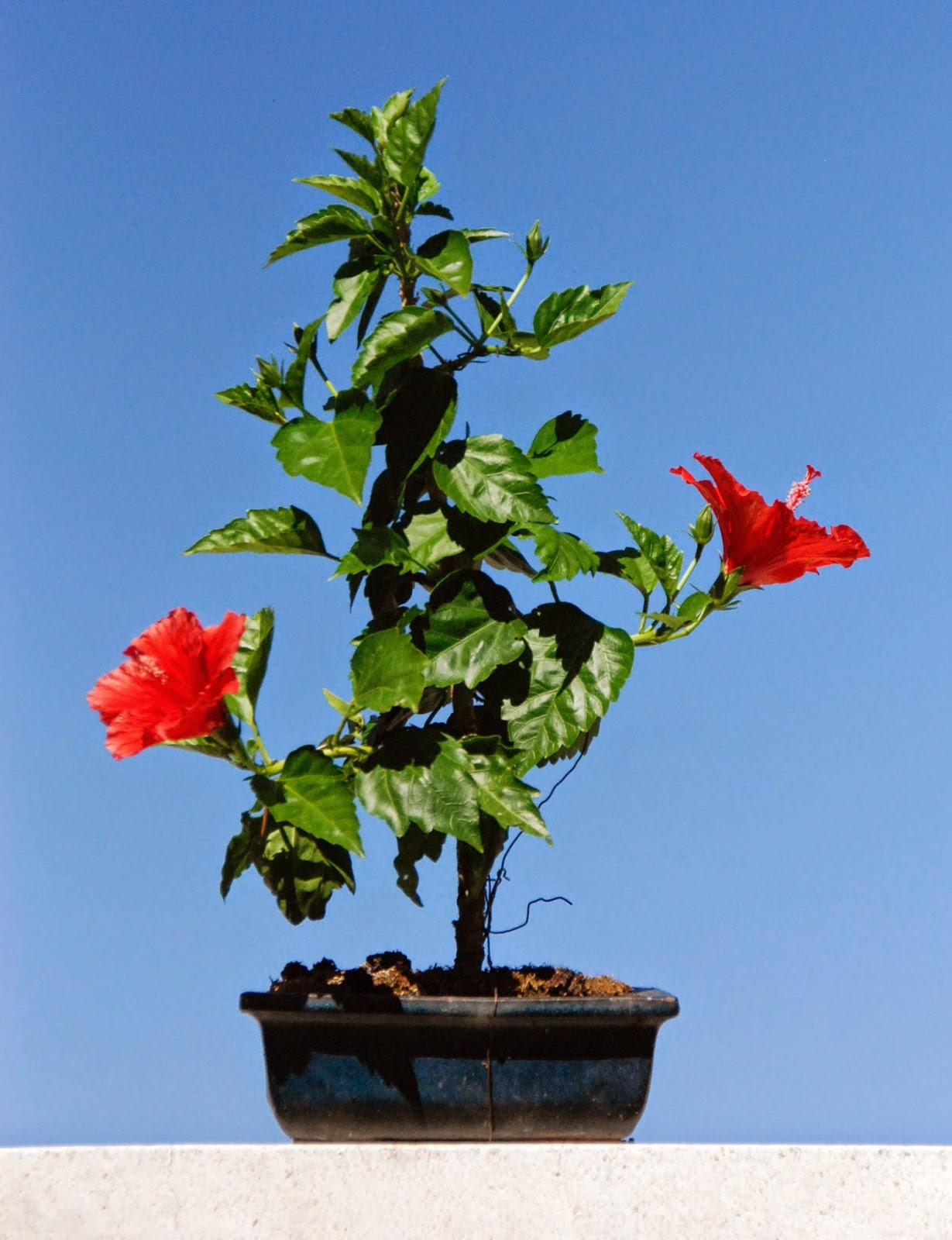 Bonsai de Javier Neila UN HIBISCO COMO BONSÁI